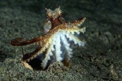 Strike a Pose. We spotted this octopus with just part of ... by Ted Timmons 